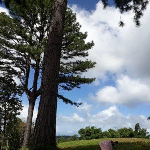 Jeslyn Kimberly profile icon