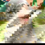 Asi Kin profile icon