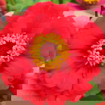 Iffah Khotwah profile icon