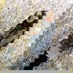 dian ega puspita profile icon