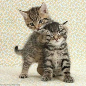 Thulung'k Ulung'k profile icon