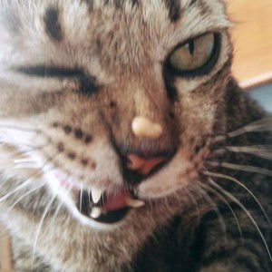 Jane Jira profile icon