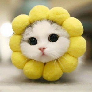 Dwi Astuti profile icon