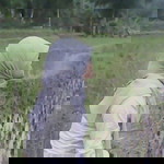 Naning Tians Cuniz profile icon