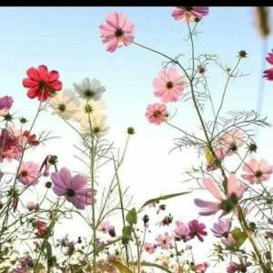 Deex ViTha Aee profile icon