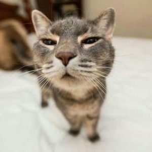 Yada linket profile icon