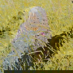 Pratiwi Brilliyani Simatupang profile icon