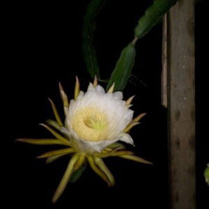 Adrianti Rizkiey profile icon