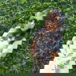 Aemmarin Thajaeng profile icon