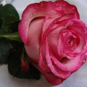 Nazilaturohmah profile icon