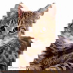 Nurina Pavita Zandra profile icon