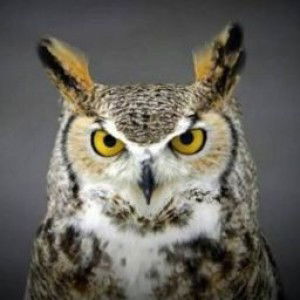 ULTIMATE GIRL profile icon