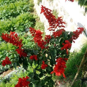 Isnaeni Sholihah profile icon