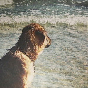 max thiti profile icon