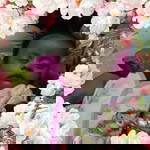 Junaida Bae profile icon