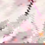 NHana Nasir profile icon