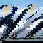 Bby Chuby Sgt profile icon