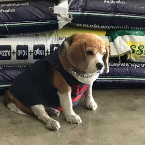 ซิ้มโบ๊ะ โอ๊ะโอ ล๊าา profile icon