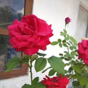 Novitri Puji Laili profile icon