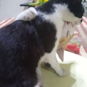 Bella Kurosaki Smith profile icon