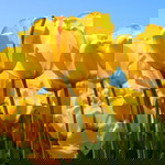 Yuni Arlita profile icon