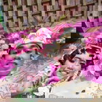 Fitri Julia Wati profile icon