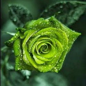 Ummu Mu'adz Annisa profile icon