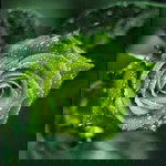 Ummu Mu'adz Annisa profile icon