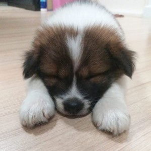 Momo BangKaew profile icon