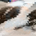 Momo BangKaew profile icon