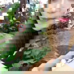 พรพิมล ศิลาวัลย์ profile icon