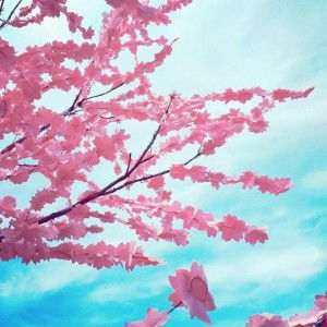 Dian Novita A profile icon