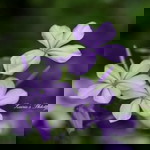 Yeti Hariani profile icon