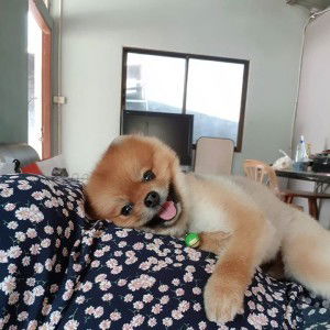 Fifa Fiesta profile icon