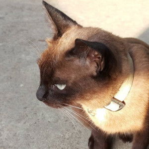 Wanchalee Pengpongsa profile icon