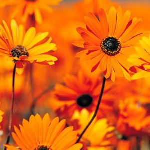 Schelle profile icon