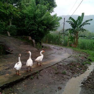 Isti Ramadhani profile icon