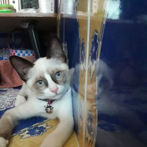 Wannapa Pinyo profile icon