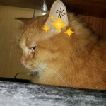 Bpk Buppa profile icon