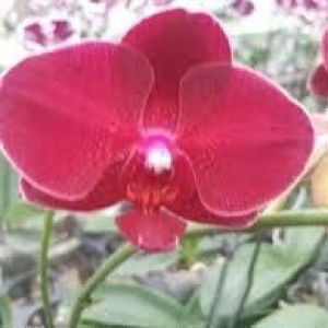 Inesha Mikaila Basran profile icon