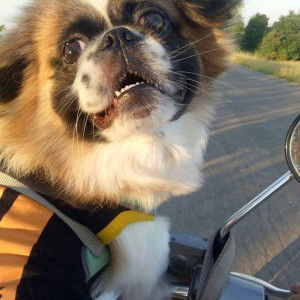 Phimmy Panadda profile icon