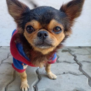 Pichit Kumdang profile icon