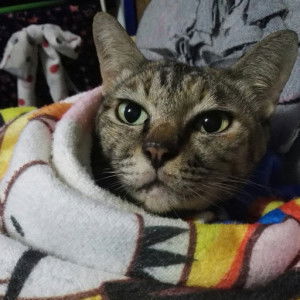 nantakan pumraya profile icon