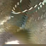 อินทรี ภาคตะวันออก profile icon