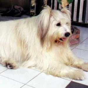 Chai Ya profile icon