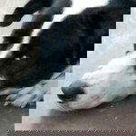 Selfi Toding profile icon