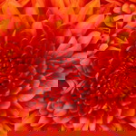 Mikka Calicoy profile icon