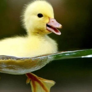 Fuad Rohmadi profile icon