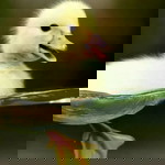 Fuad Rohmadi profile icon