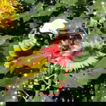 Bee Nakthim profile icon